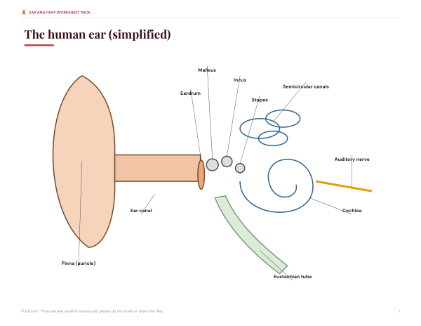 Preview of Printable Ear Label Diagram